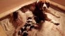 Lexie and her puppies