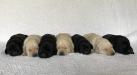 LITTER OF SEVEN BORN 5/14/19