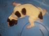 Female #1 - White & Liver , patched & ticked