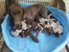 GSP Momma & pups