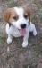 Pete is 9 week old white/orange French Brittany..he will get darker orange as he gets older ..he is a very good pup.he is up to date on shots and dewormings.Call , email for more information