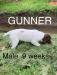 Gunner - liver and white male