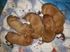 these are the males in the litter, 2 are available