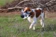 Stetson, the dad. GCH North Umpqua's Stetson The Singing Cowboy MH He is a Grand Champion, and Master Hunter titles. He has a calm temperament.