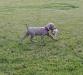 Pup previous litter