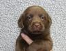 Choc Male: - Available