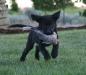 BLACK collar retrieving a collared dove