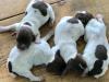 New Puppies!