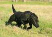 Sire: Maverick