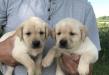 Yellow pups pictured at 4.5 weeks