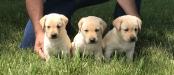 Yellow pups pictured at 4.5 weeks