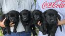 Black pups pictured at 4.5 weeks