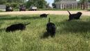 Black pups! Pictured at 4.5 weeks