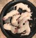 Puppies at 5 days old