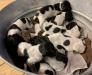 Bucket of Pups