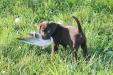 chocolate female 7 wks old