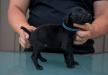 Male-Black-Runt of the litter-$750