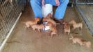 Here they are at 5 weeks of age.  They're doing great and looks like they're going to have plenty of style.