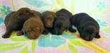 The Litter Of Puppies