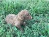 Syna's white collared male pup at 3 weeks of age