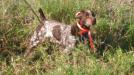 Sire is a liver roan with a nice blocky muzzle and a high tail set.