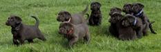 Matlock pups