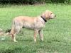 Purple collar male
