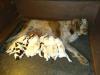 Lily an 10 pups