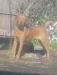  sire : Doctor Scooter of Camelot (18 months old)