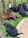 dr scooter & lucy's babies 