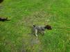 High Island Wirehair Female born April 6th