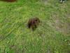 High Island Wirehair Female born April 6th