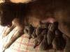 12 pups Born July 4th , 7 girls 5 boys 