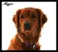 Mother is Maggie
https://www.k9data.com/pedigree.asp?ID=887848