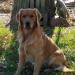 Hank is Dad
https://www.k9data.com/pedigree.asp?ID=888846