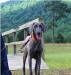 Skye, Annie&#39;s mom. Very sweet. Weighs 55#.