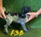 Black & White Female pup - few available to choose from