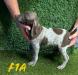 Liver & White Female pup 