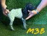 Black & White Male pup - few available to choose from