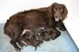 Mala with her new litter