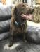 Bleu the sire