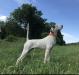 2019 NBHA National Shooting Dog of the Year National Champion Indian Creek Bocephus