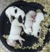 Puppies born June 29, 2019!