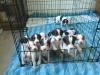 4 week old puppies 