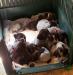 Crate full of puppies