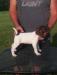 Male 1 (8 Weeks Old)

-Sold-