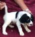 ** SOLD**White-Black-Tan MALE 6248