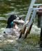 Nike climbing the ladder after a dock retrieve