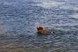 dam: retrieving goose from the Missouri river