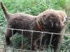 Sidera pup